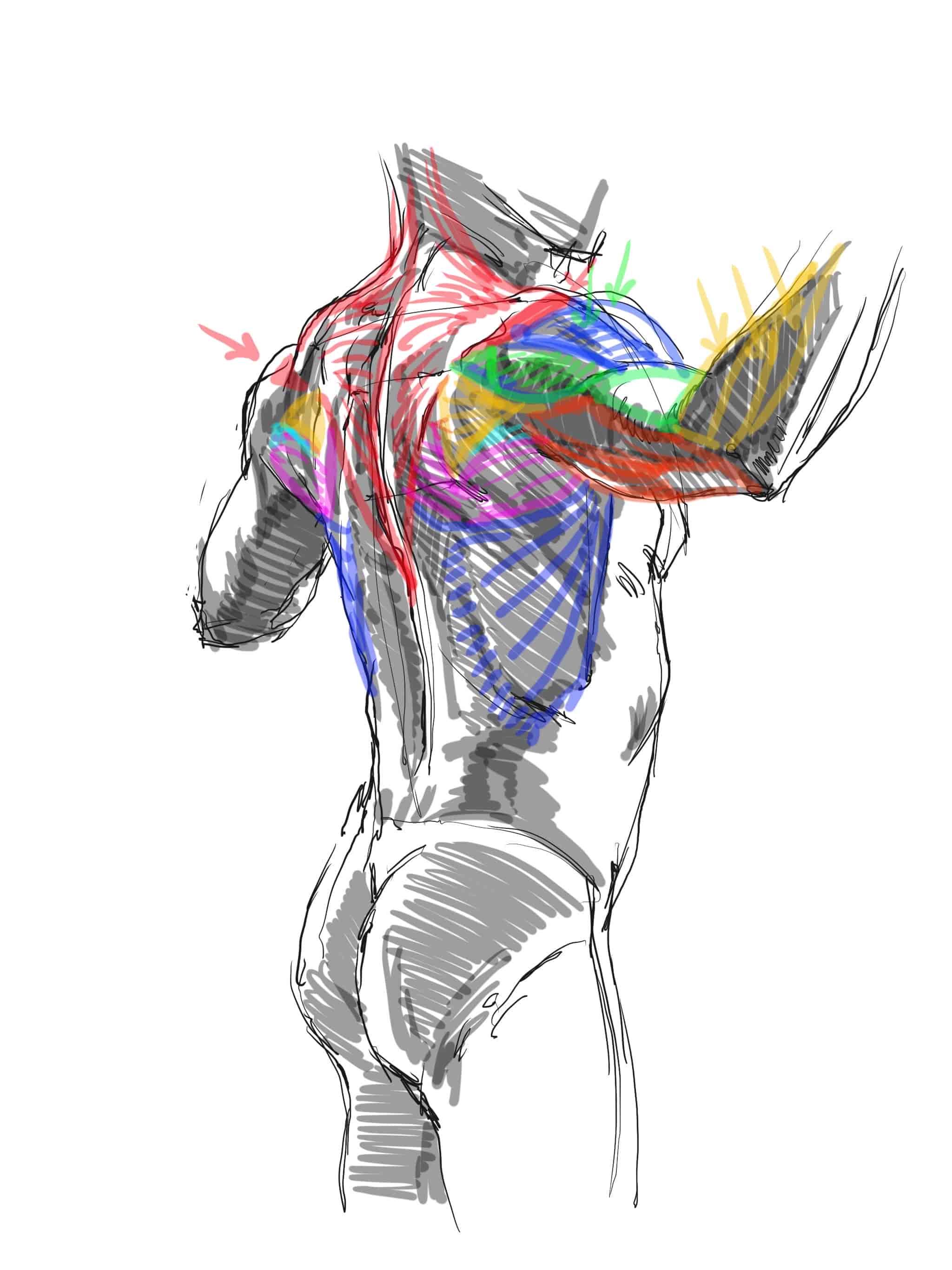 伊豆の美術解剖学者(kato_anatomy、加藤公太)推特图片包[1722P]